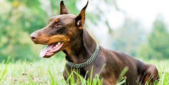brown_doberman brown_doberman