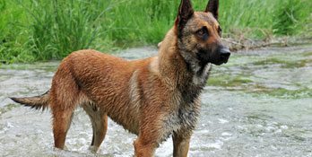 malinois malinois