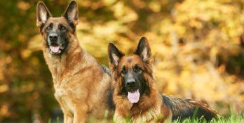 two_german_shepherds Miami German Shepherd Protection Dogs