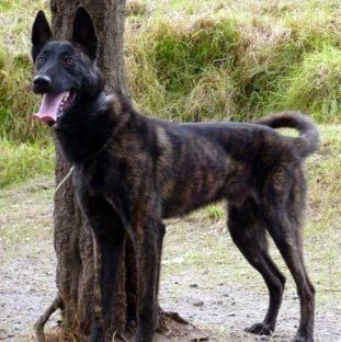 Apollo Male Dutch Shepherd High Class K9 Protection Dogshigh