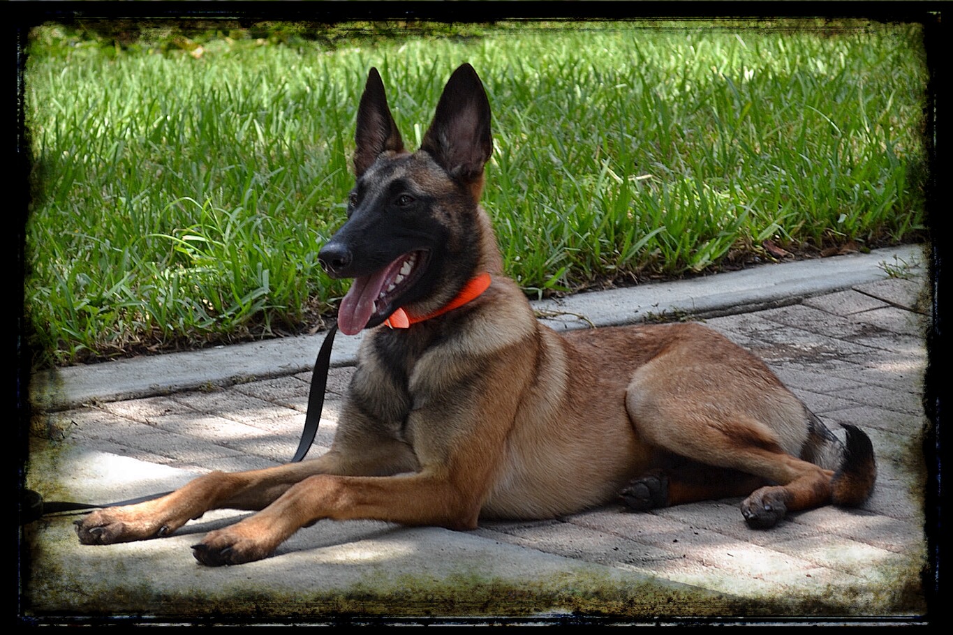 belgian shepherd malinois training recently sold protection dogs high class k9 protection dogshigh belgian shepherd malinois training recently sold protection dogs high class k9 protection dogshigh