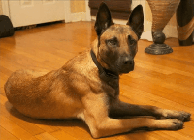 belgian shepherd malinois training trouble male belgian malinois high class k9 protection dogshigh belgian shepherd malinois training trouble male belgian malinois high class k9 protection dogshigh