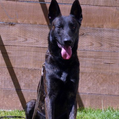 Mikel Male Dutch Shepherd High Class K9 Protection Dogshigh