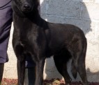 Mulek Trained Dutch Shepherd
