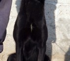mulek-dutch-shepherd-3