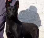 mulek-dutch-shepherd3