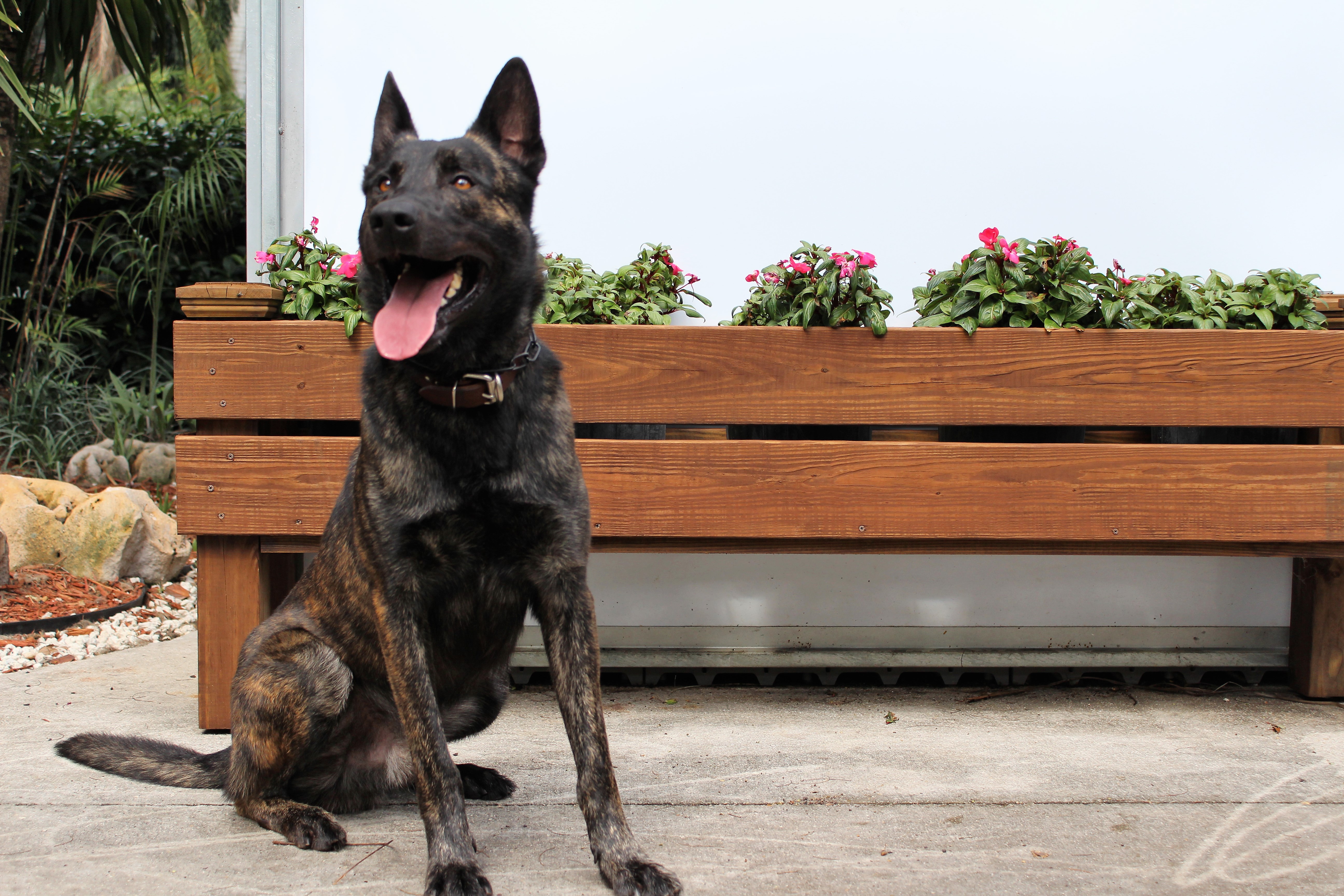 [Letter3 5] Trained Family Dog For Sale Near Me - x6eofj4