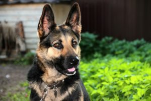 shepherd-574267_1920