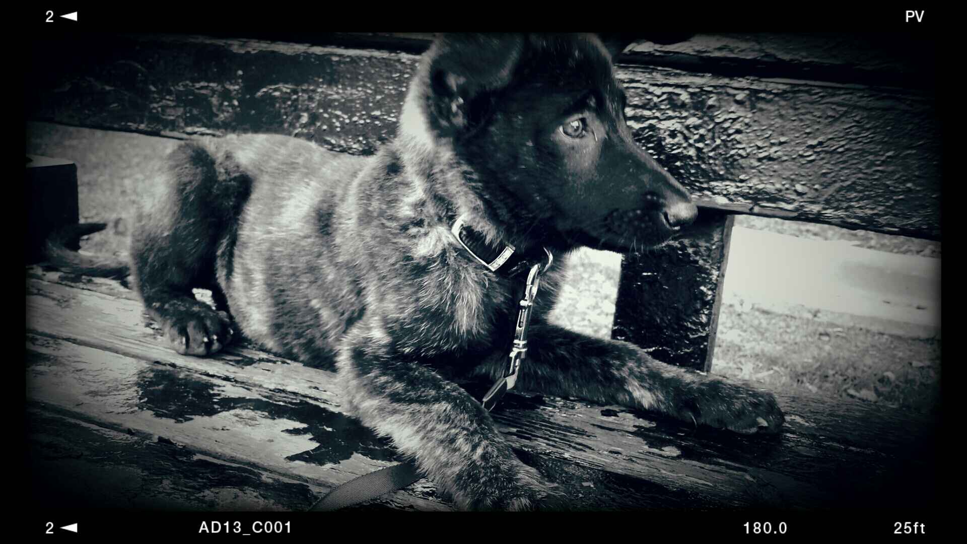 Bibi