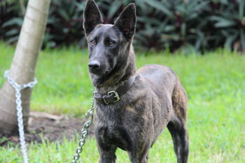 grey dutch shepherd