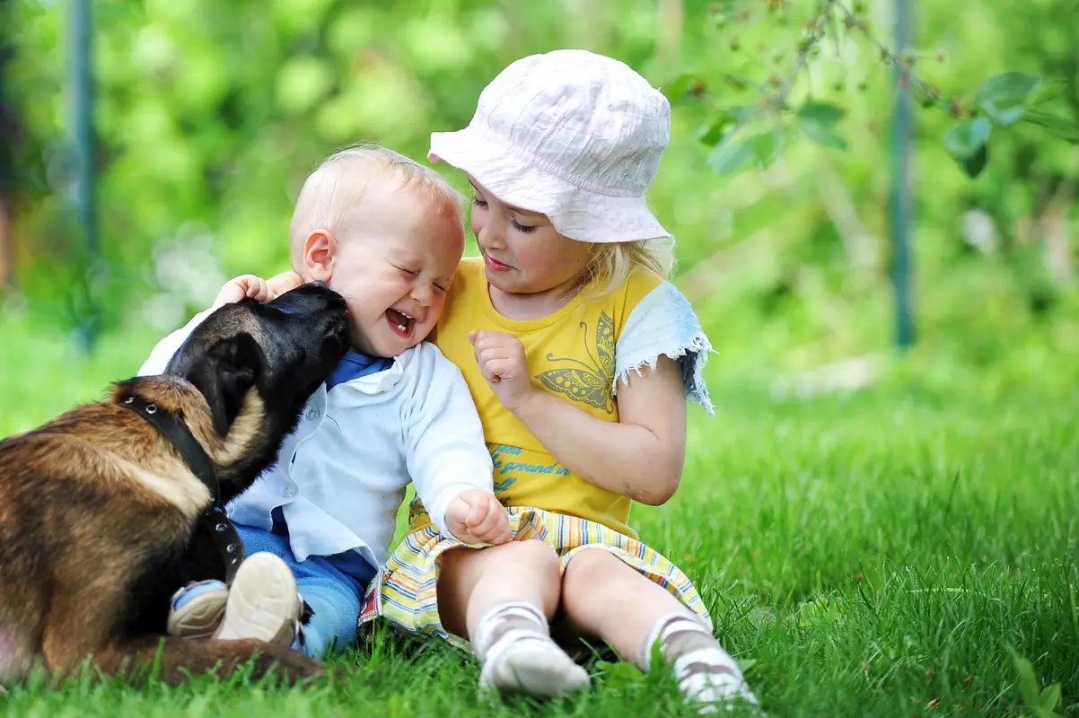 Misconceptions Personal Protection Dogs