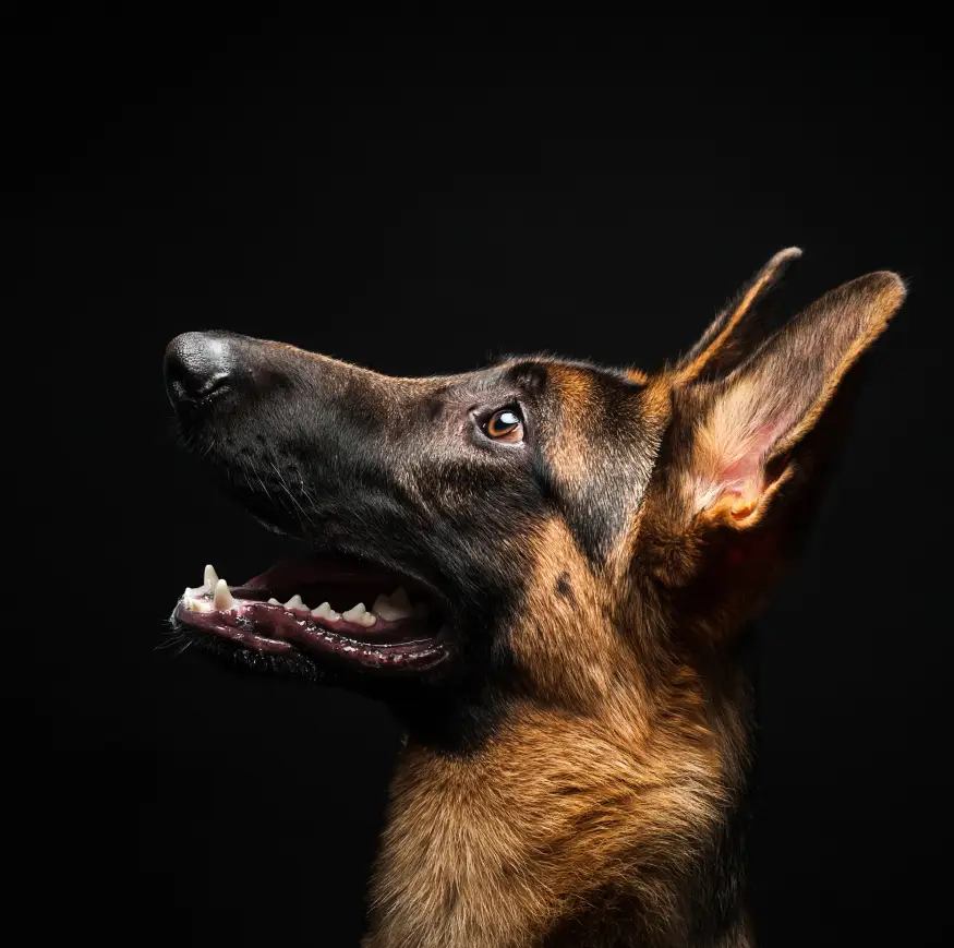 portrait of a german shepherd in front of an isola 2022 03 04 02 47 13 utc 1