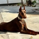 European Doberman Conor