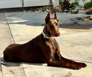 European Doberman Conor