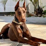 Red European Doberman Conor