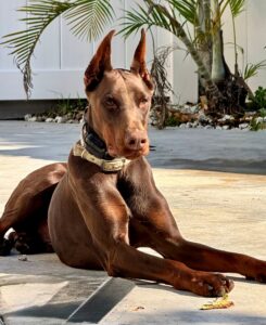 Red European Doberman Conor