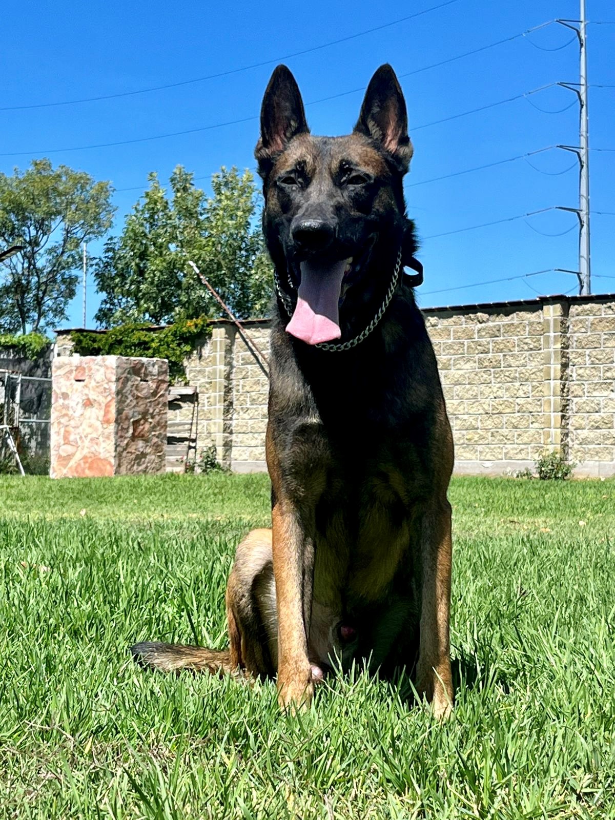 Belgian fashion malinois protection dog