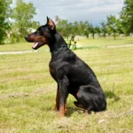 European Doberman Pedro