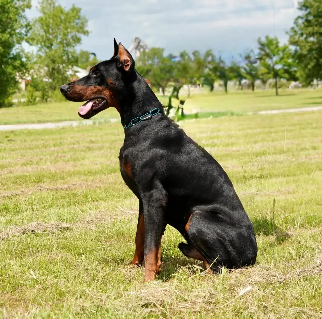 European Doberman Pedro