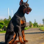 Female European Doberman Cirilla Trained in Obedience and Protection
