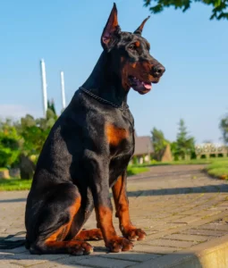 Female European Doberman Cirilla Trained in Obedience and Protection