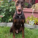 Red Doberman Zazu