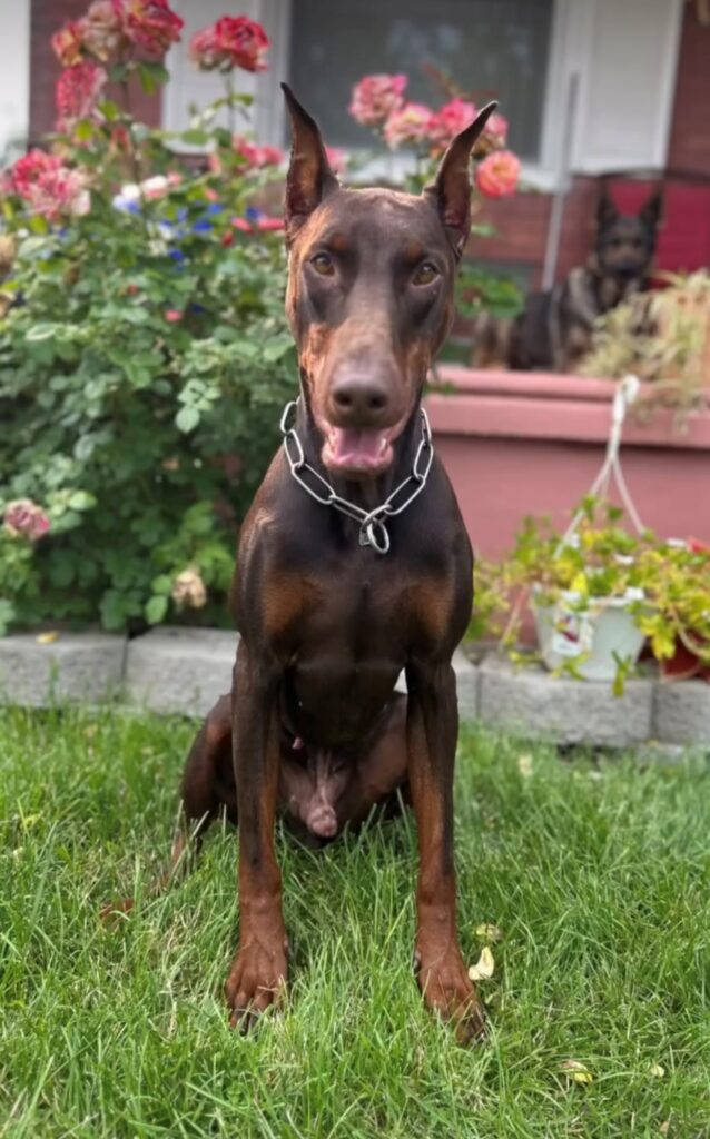 Red Doberman Zazu
