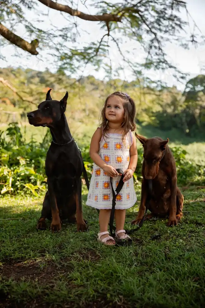High Class K9 Trained Dobermans Vector and Mamba